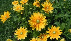 Preview wallpaper flowers, flowerbed, bright, sunny, green