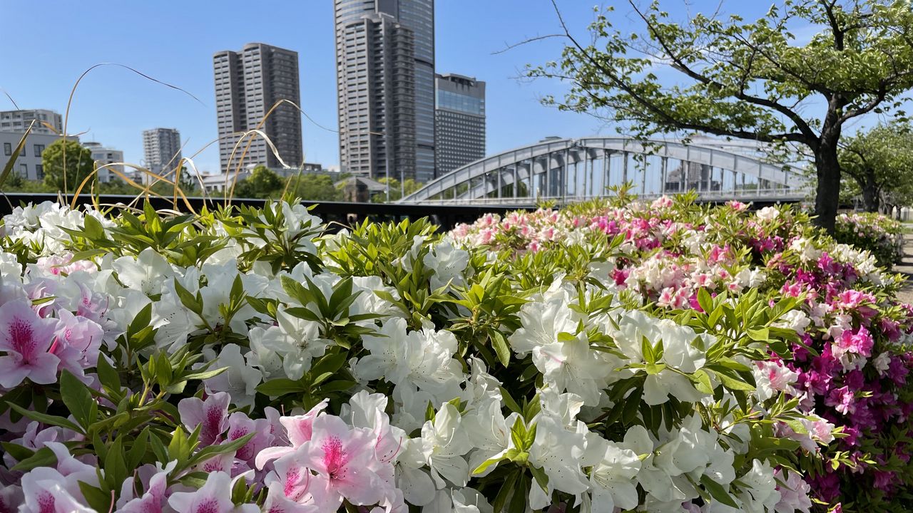 Wallpaper flowers, flowerbed, city, buildings
