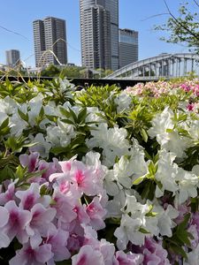 Preview wallpaper flowers, flowerbed, city, buildings