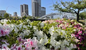 Preview wallpaper flowers, flowerbed, city, buildings