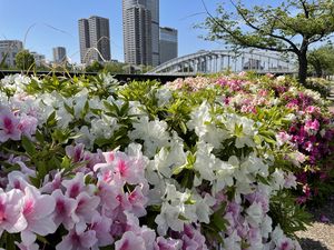 Preview wallpaper flowers, flowerbed, city, buildings