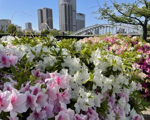 Preview wallpaper flowers, flowerbed, city, buildings