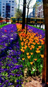 Preview wallpaper flowers, flowerbed, city