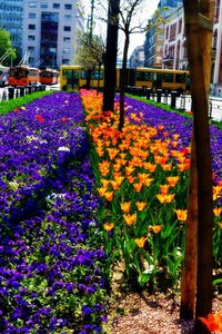 Preview wallpaper flowers, flowerbed, city