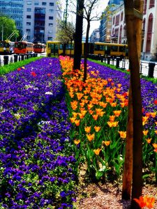 Preview wallpaper flowers, flowerbed, city