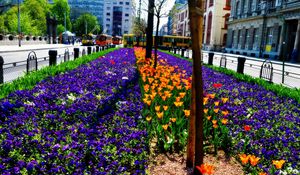 Preview wallpaper flowers, flowerbed, city