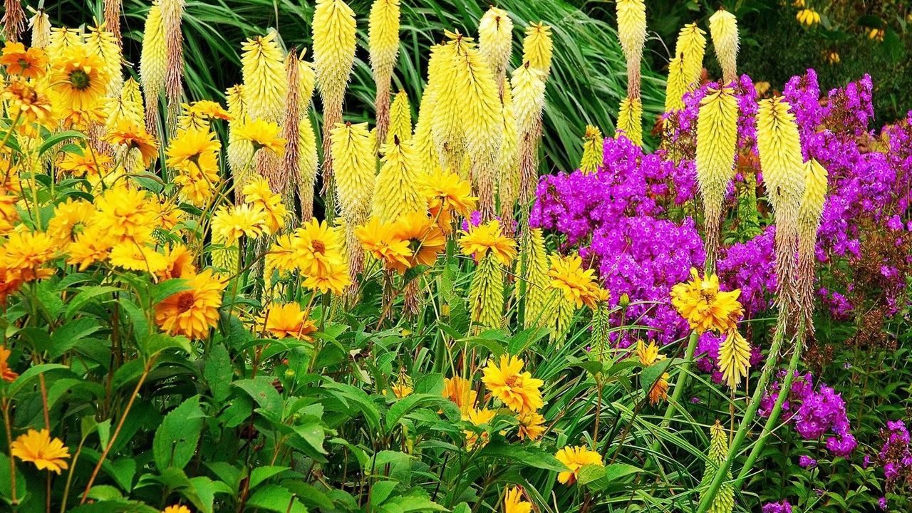 Wallpaper flowers, flowerbed, colorful, different, fresh herbs