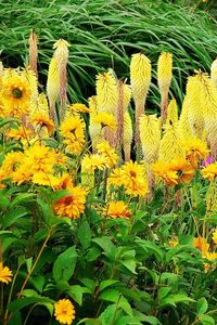 Preview wallpaper flowers, flowerbed, colorful, different, fresh herbs