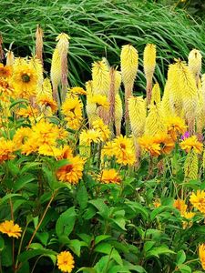 Preview wallpaper flowers, flowerbed, colorful, different, fresh herbs