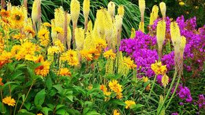 Preview wallpaper flowers, flowerbed, colorful, different, fresh herbs
