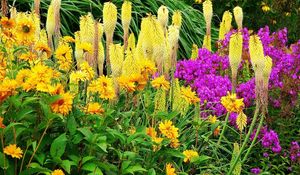Preview wallpaper flowers, flowerbed, colorful, different, fresh herbs