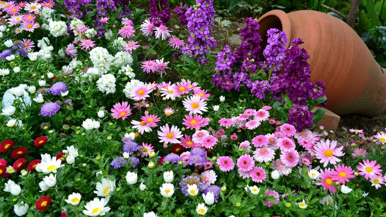 Wallpaper flowers, flowerbed, different, much, greens, vase, garden