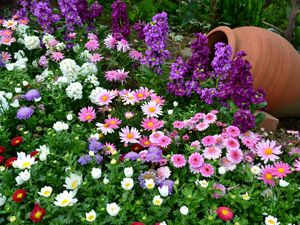 Preview wallpaper flowers, flowerbed, different, much, greens, vase, garden