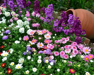 Preview wallpaper flowers, flowerbed, different, much, greens, vase, garden