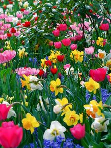 Preview wallpaper flowers, flowerbed, different
