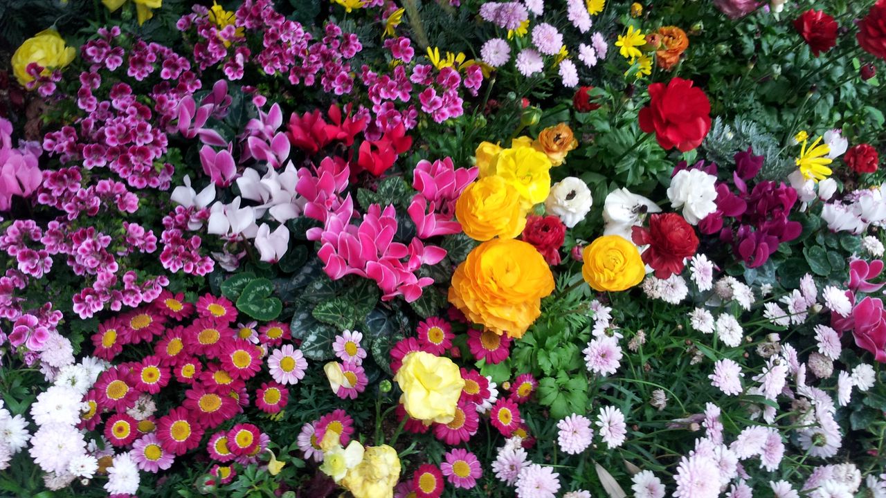 Wallpaper flowers, flowerbed, flora