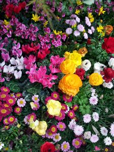 Preview wallpaper flowers, flowerbed, flora