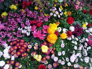 Preview wallpaper flowers, flowerbed, flora