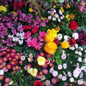 Preview wallpaper flowers, flowerbed, flora