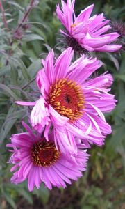 Preview wallpaper flowers, flowerbed, garden, green, close-up