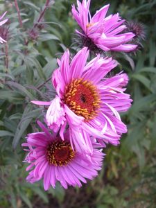 Preview wallpaper flowers, flowerbed, garden, green, close-up