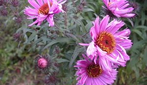 Preview wallpaper flowers, flowerbed, garden, green, close-up