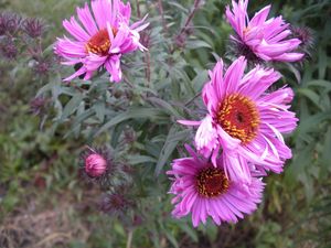 Preview wallpaper flowers, flowerbed, garden, green, close-up