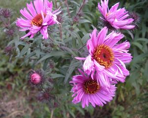 Preview wallpaper flowers, flowerbed, garden, green, close-up