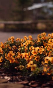 Preview wallpaper flowers, flowerbed, grass, street