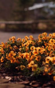 Preview wallpaper flowers, flowerbed, grass, street