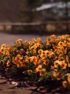 Preview wallpaper flowers, flowerbed, grass, street