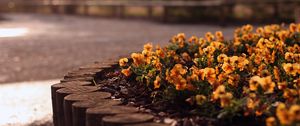 Preview wallpaper flowers, flowerbed, grass, street