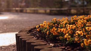 Preview wallpaper flowers, flowerbed, grass, street