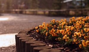 Preview wallpaper flowers, flowerbed, grass, street