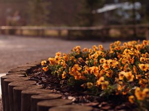 Preview wallpaper flowers, flowerbed, grass, street