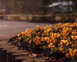 Preview wallpaper flowers, flowerbed, grass, street