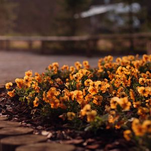 Preview wallpaper flowers, flowerbed, grass, street