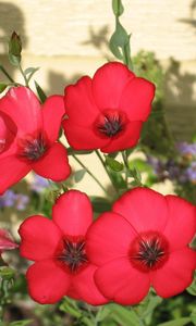 Preview wallpaper flowers, flowerbed, green, shadow, close-up