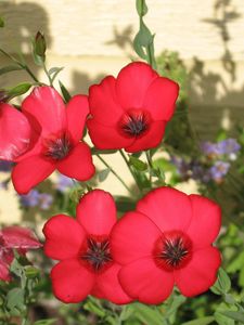 Preview wallpaper flowers, flowerbed, green, shadow, close-up