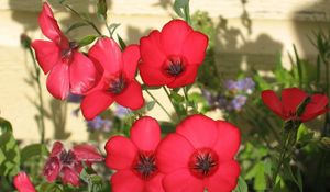 Preview wallpaper flowers, flowerbed, green, shadow, close-up