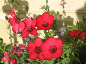 Preview wallpaper flowers, flowerbed, green, shadow, close-up