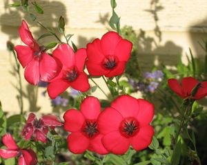 Preview wallpaper flowers, flowerbed, green, shadow, close-up