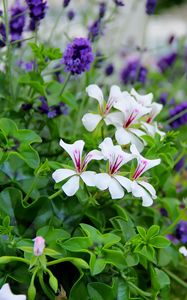 Preview wallpaper flowers, flowerbed, green, blur, close-up