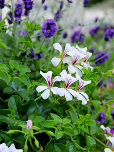 Preview wallpaper flowers, flowerbed, green, blur, close-up