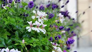 Preview wallpaper flowers, flowerbed, green, blur, close-up