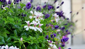 Preview wallpaper flowers, flowerbed, green, blur, close-up