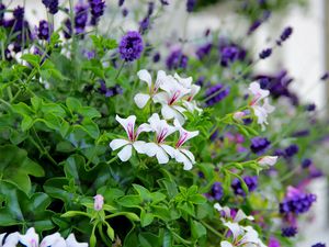 Preview wallpaper flowers, flowerbed, green, blur, close-up