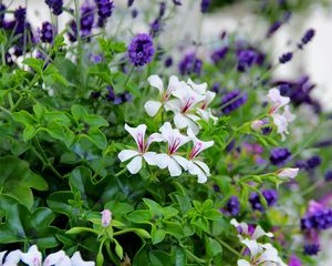 Preview wallpaper flowers, flowerbed, green, blur, close-up