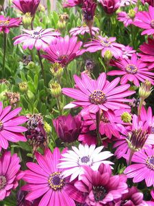 Preview wallpaper flowers, flowerbed, herb, buds, city