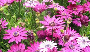 Preview wallpaper flowers, flowerbed, herb, buds, city